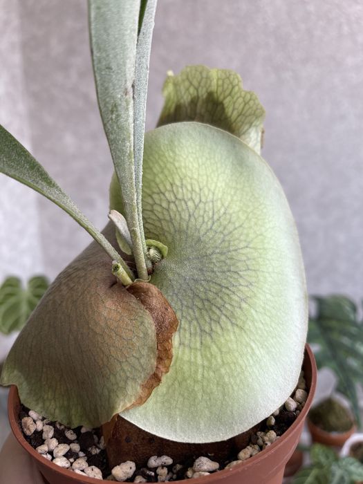 Папоротник платицериум бифуркатум