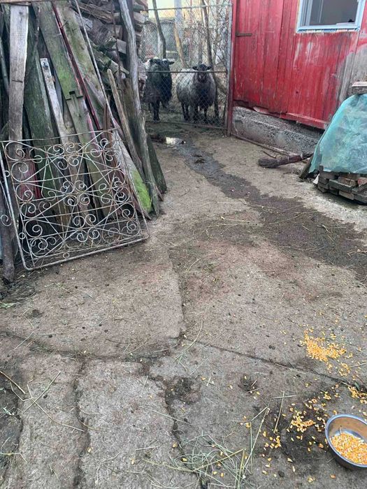 Vand oi Romanov, berbeci, miei