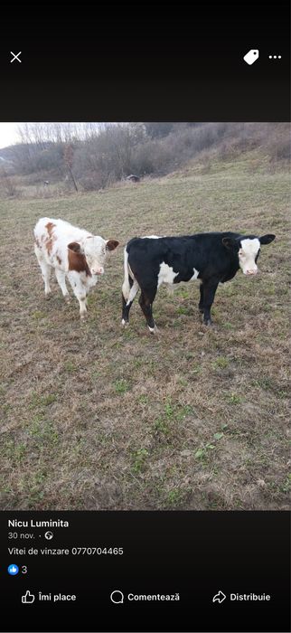 Vand o vitea si un tauras