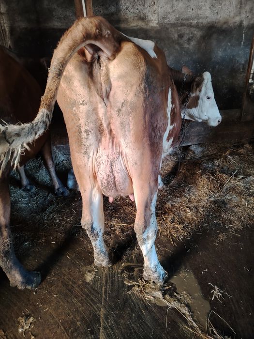 Vaci de vânzare prima fătare