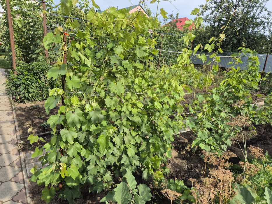 Саженцы винограда