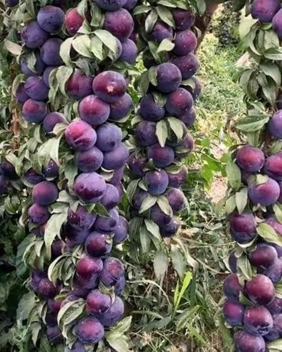 Pomi Fructiferi Columnari (Soiuri De Prun )