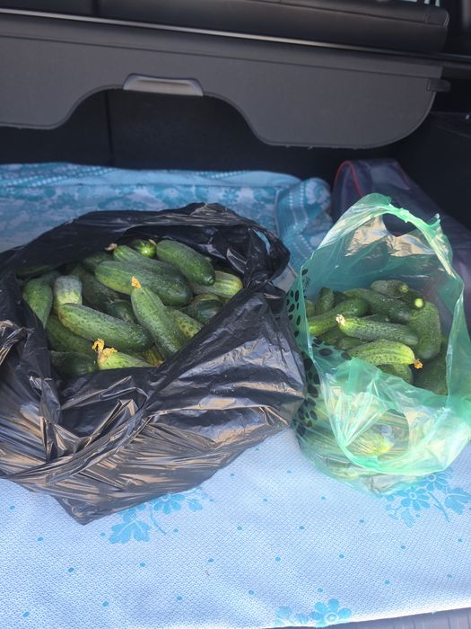 Продам огурцы свежие,с грядки