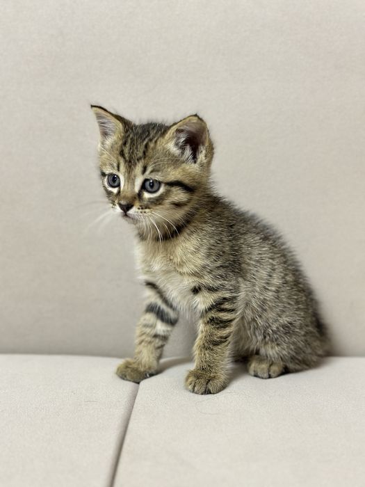 Котенок в надежные руки