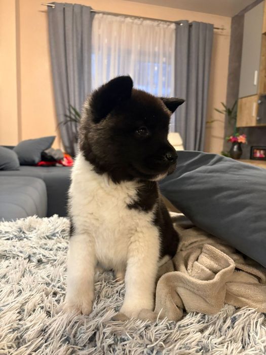 Akita American cu pedigree tip A