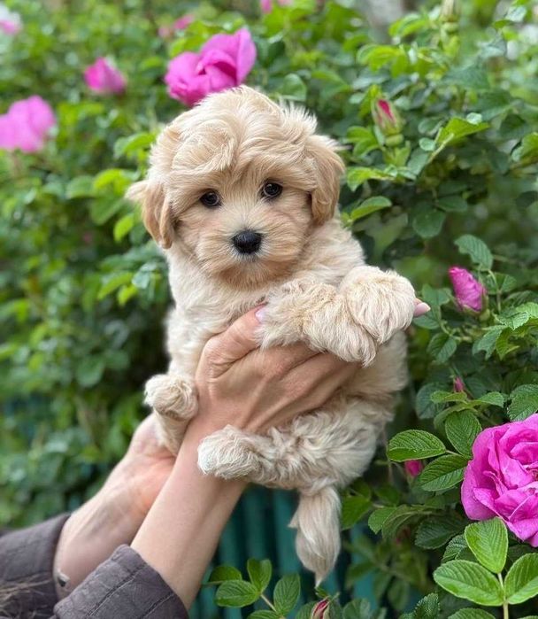 Cățeluș Maltipoo mini toy