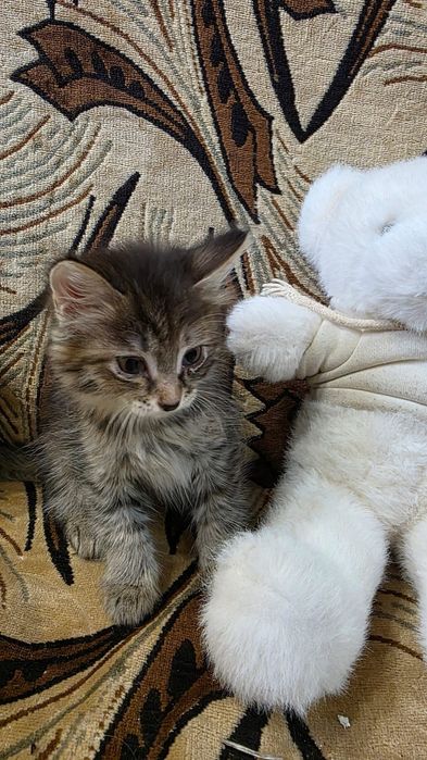 Отдам котят в добрые руки