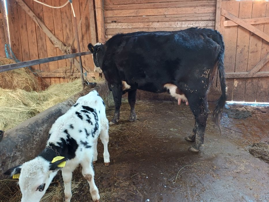 Vând vacă fătată