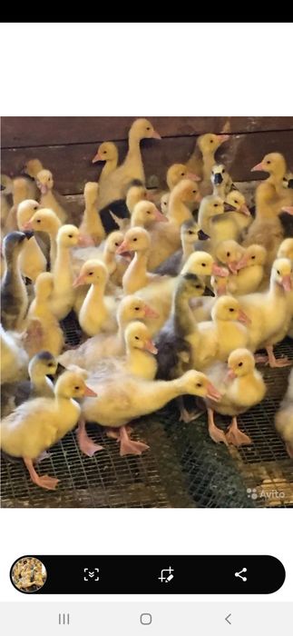 G'oz jo'jalari sotuvda