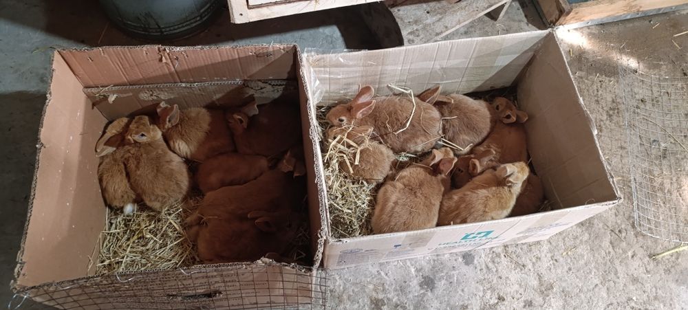 Sifatli va toza zotli quyonlar arzon narxlarda sotuvda!