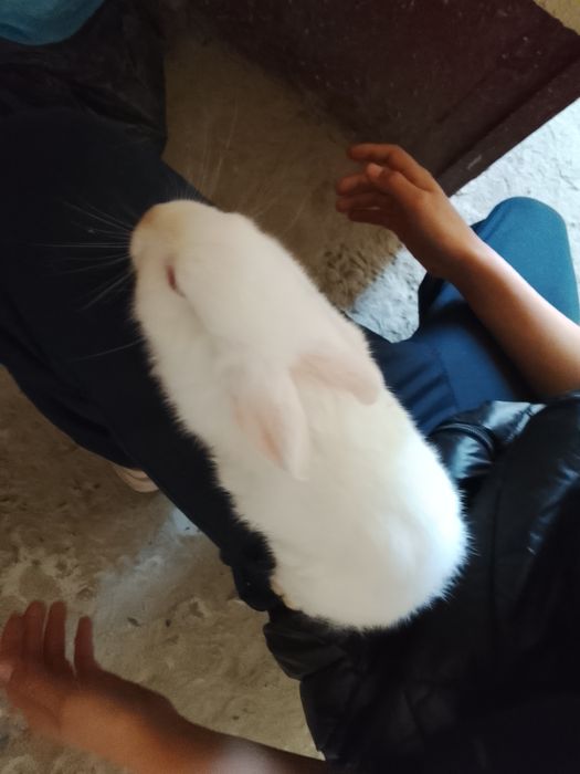 Quyonlar sotiladi 2ta dona qoldi