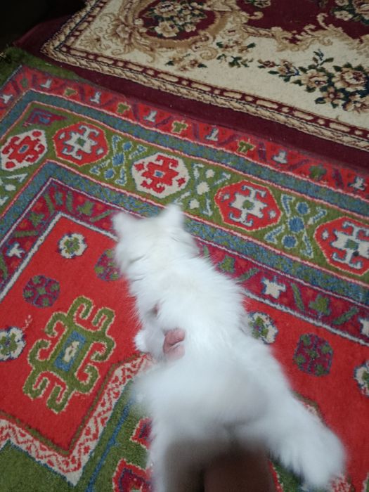 Кошка красиваеа белаеа е уже 3месец