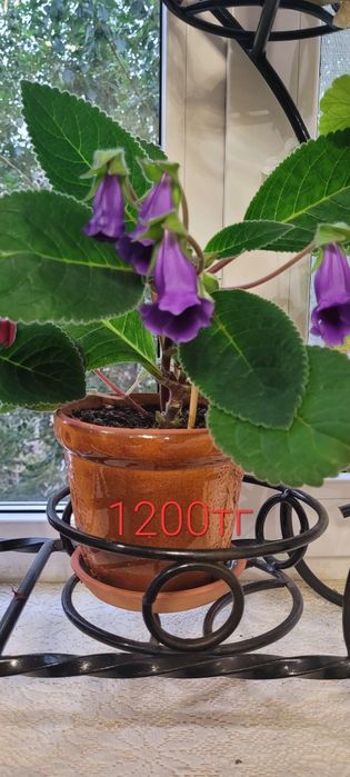 Комнатные   цветы