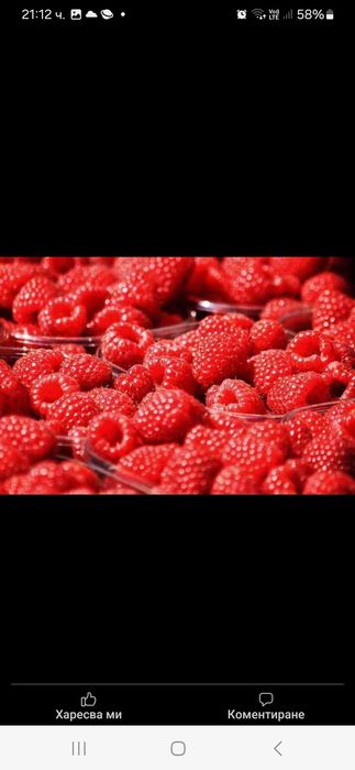 Продавам Разсад ягоди и малини