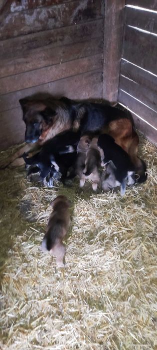 Подарявам кученца