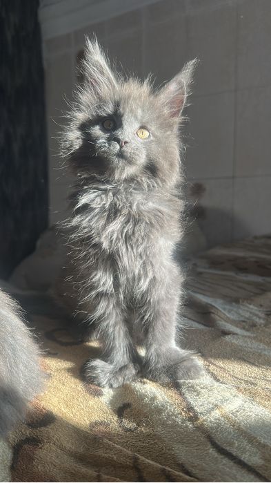 Котята Мейнкуны полидакты!