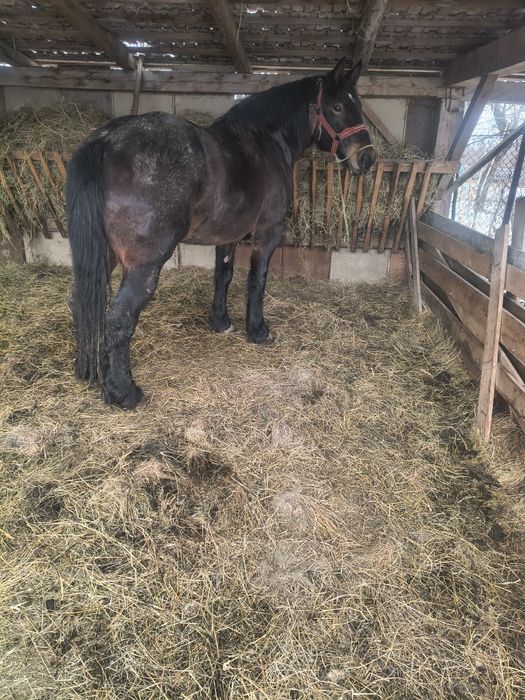 Vând o iapă face trei ani in primavara