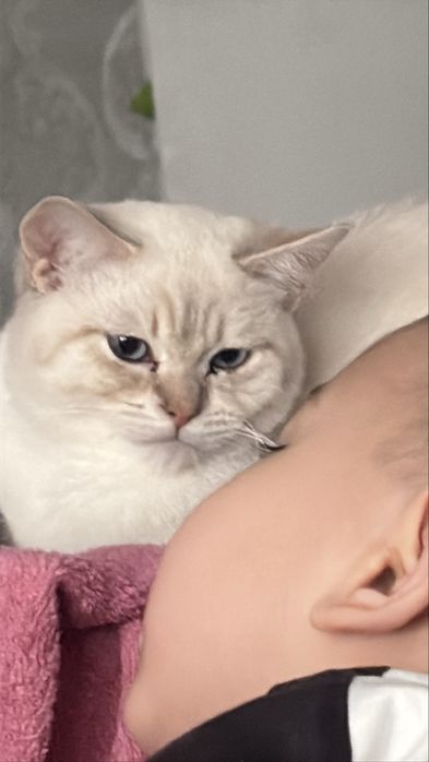 Кот Британец смесь Шотландцем