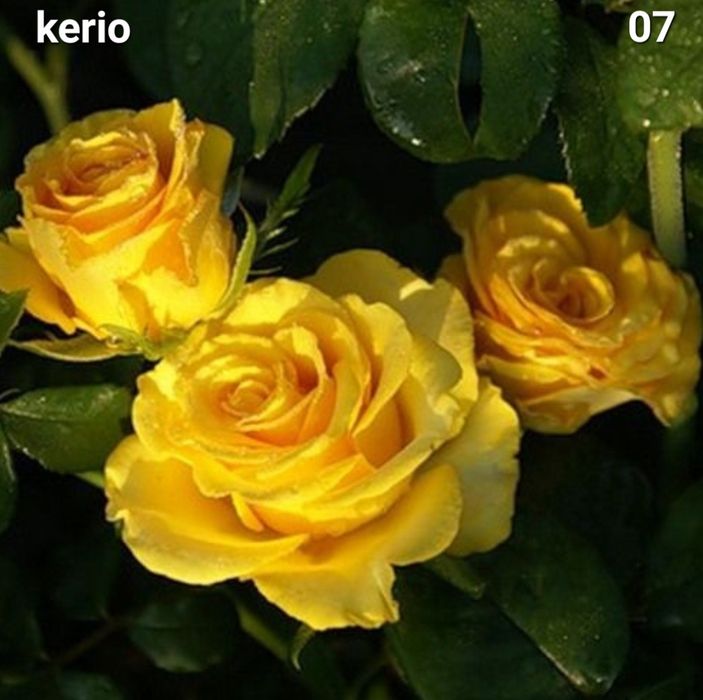 Trandafiri altoiti din butasi