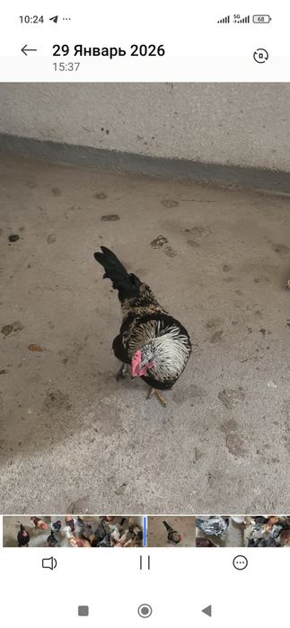 Продам молодых питухов