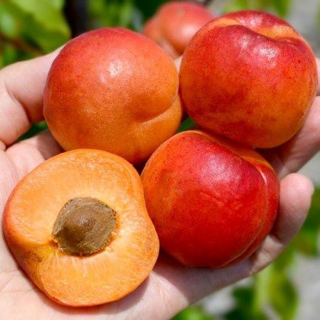 Cais Sweet Red la Ghiveci