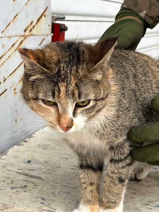 Кошечка молоденькая очень ласковая ищет дом