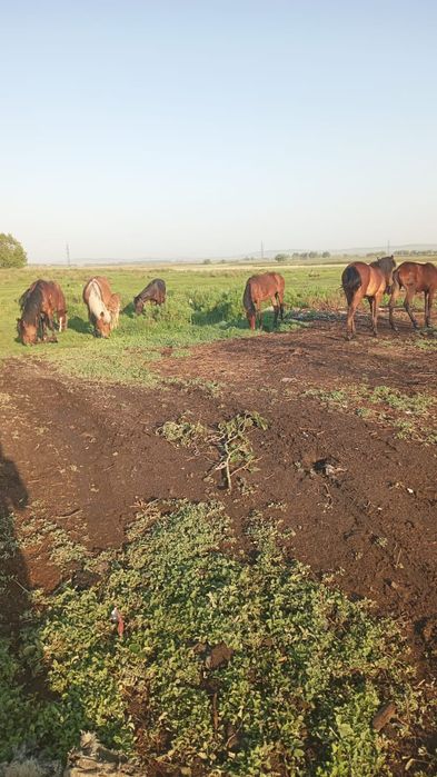 Продаю жабагы с жеребёнок