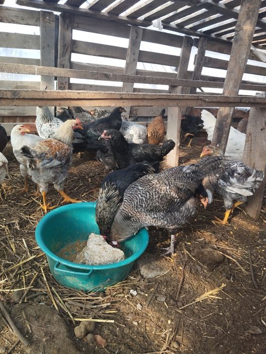 Уй тауыктары сатылады