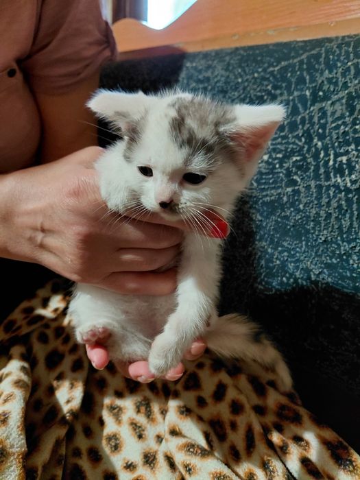 Котята девочки в добрые руки