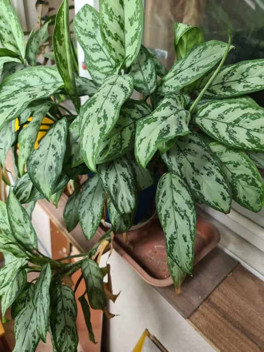 3 цветка по разным ценам