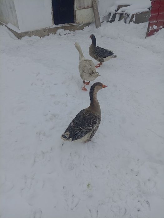 Қаз сатылады 3 штук