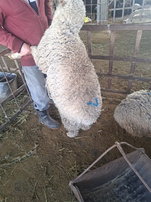 Бараны Қойлар доставка резка