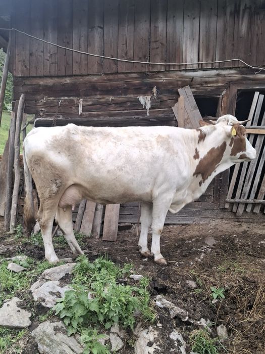 Vand vaca cu vitel