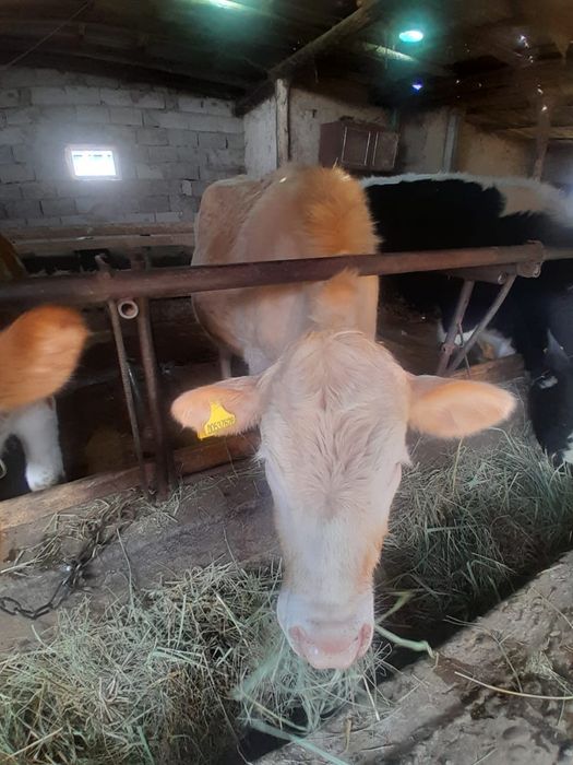 Продаётся жирный тёлка