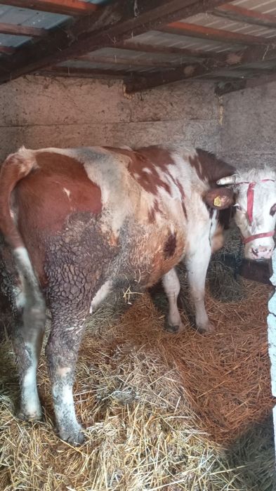 Vind 1 din 2 pe ales