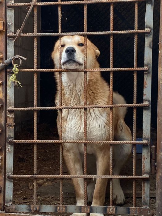 Мирка молодой кабель вязка