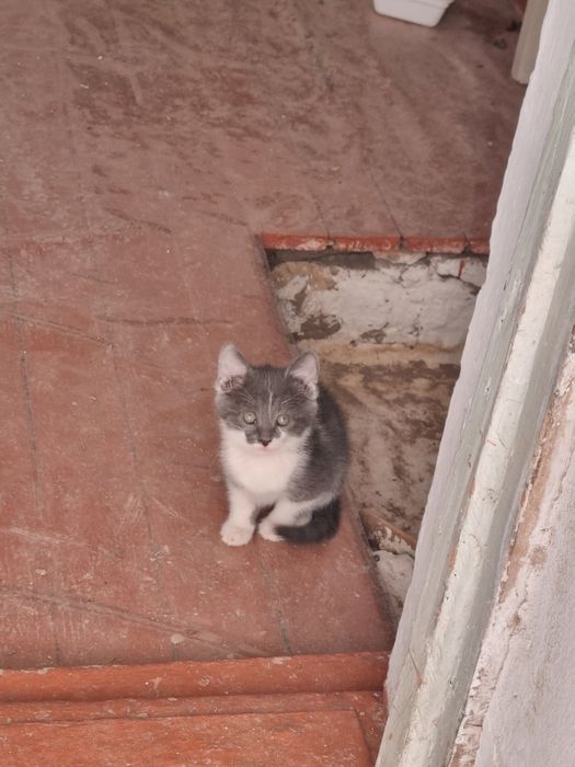 Отдам котят в хорошие руки