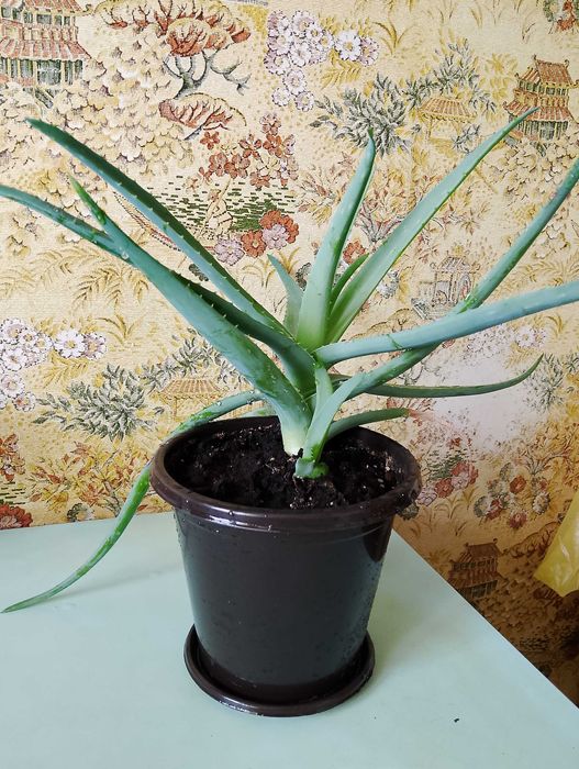 Продам  Алоэ ...