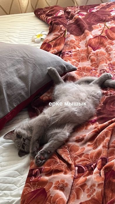 Продаётся вислоухий котёнок