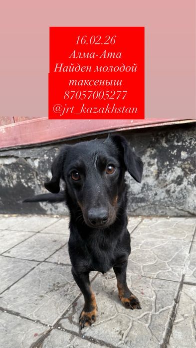 Такса найдена ищу хозяев