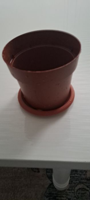 Цветы женская счастья