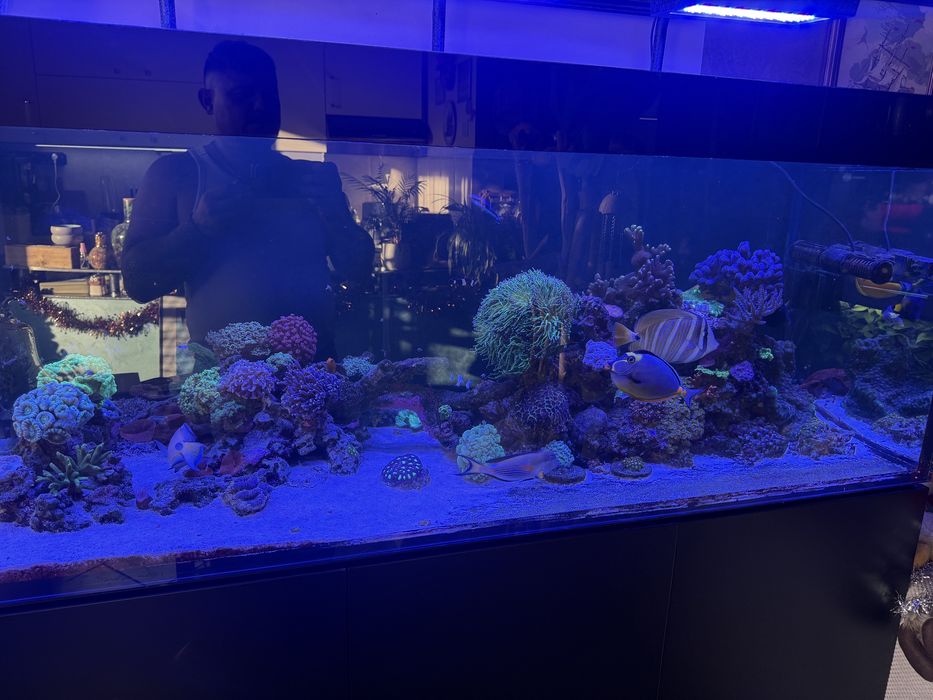 продавам морски аквариум