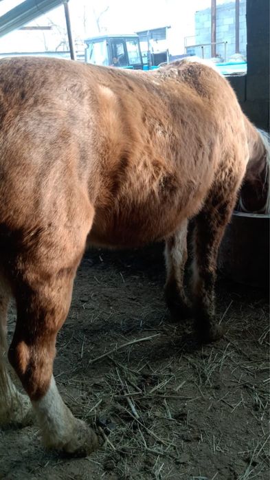 Лошадь конь на согум