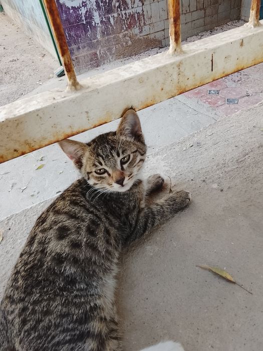 Uyi yuq mushukcha narxi 50.000