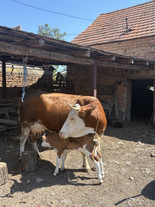 Se vinde vaca/vitel