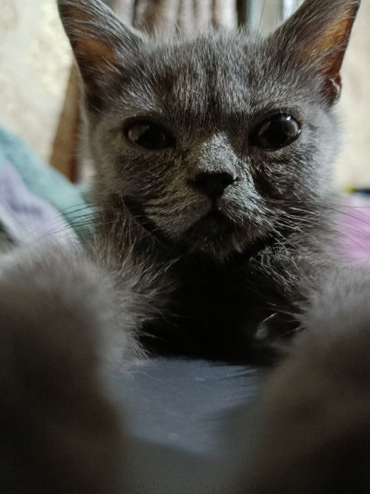 British shorthair. Zotdor mushuk sotiladi