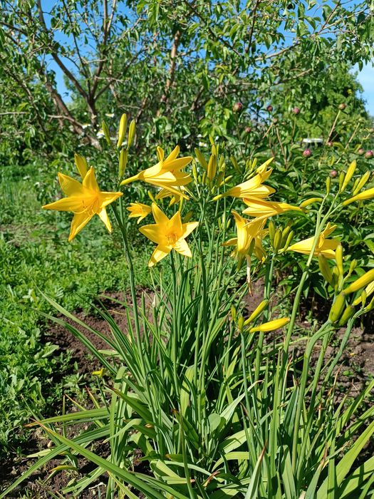 Продам саженцы многолетников