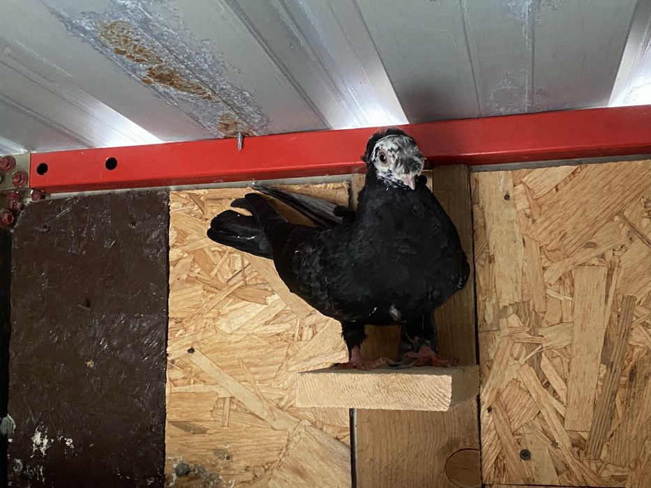 Jucator bimotat de ardeal