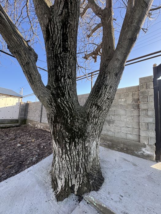 Жаңғақ ағашы бар, орех, жангак тал.