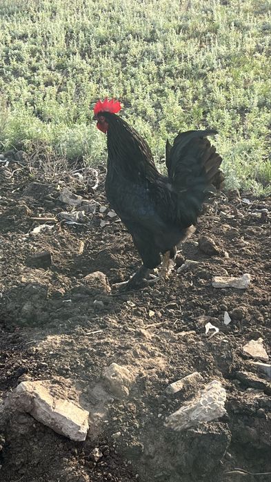 Продам петуха , әтеш сатамын
